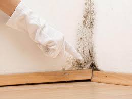  Shrub Oak, NY Mold Removal & Remediation Pros